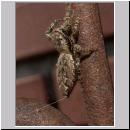 Marpissa muscosa - Springspinne 04.jpg